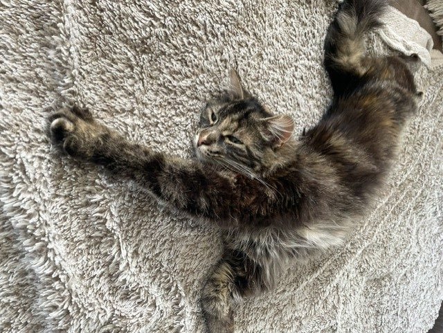 Chat Vayanah étiré tout du long, détente totale