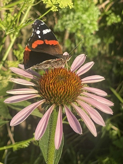 Papillon posé sur une fleur d'échinacée