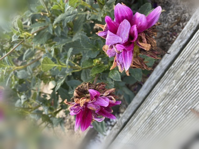 Dahlia fané