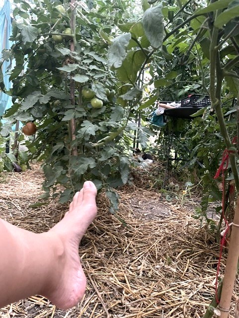 Pied nu dans la serre, parmi les plants de tomates