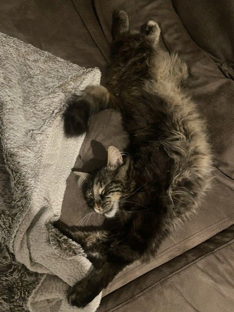 Chat Vayanah endormi, tout en rondeur