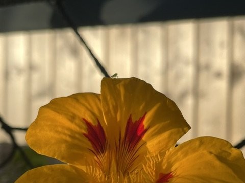 Capucine en gros plan, avec un minuscule insecte