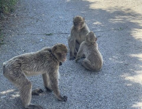 Rencontre furtive avec la faune, en pleine nature