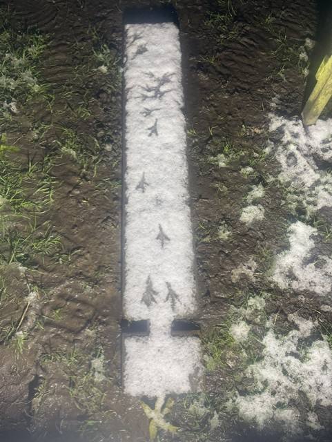 Traces de pattes d'oiseau dans la neige