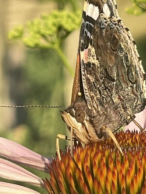 Gros plan sur le papillon posé sur l'échinacée