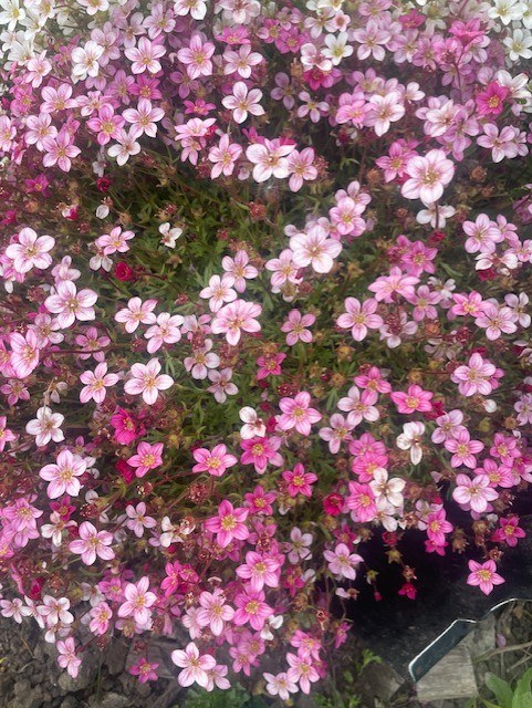 Tapis de saxifrages en fleurs