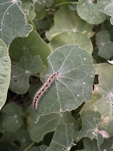 Chenille sur une feuille de capucine
