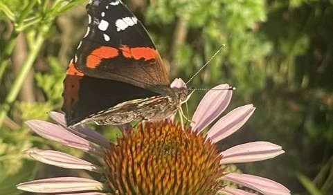 Papillon sur une fleur d'échinacée