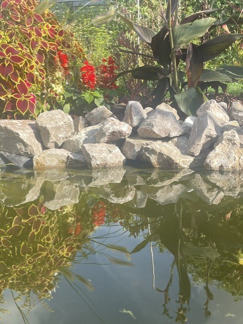 Le bassin du jardin