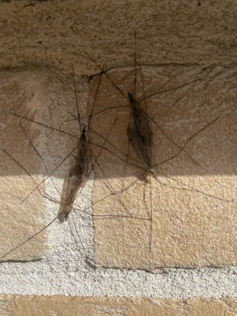 Rencontre avec la petite faune du jardin