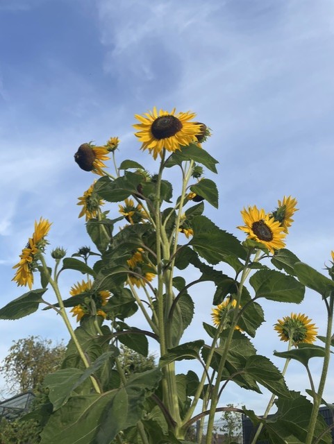 Les tournesols du jardin